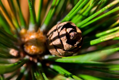 Pinus heldreichii 'Smidtii' borovice heldreichova - šiška